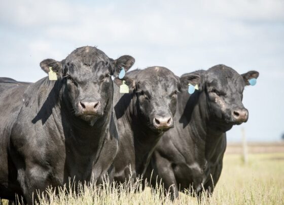 associação brasileira de angus