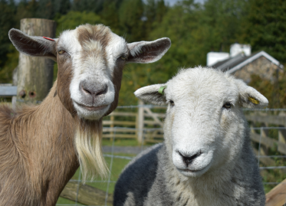 caprinos, ovinos, Paraguai, genética, mercado embrapa, egito