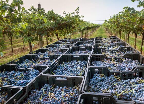 caixas com uvas colhidas em vinhedo