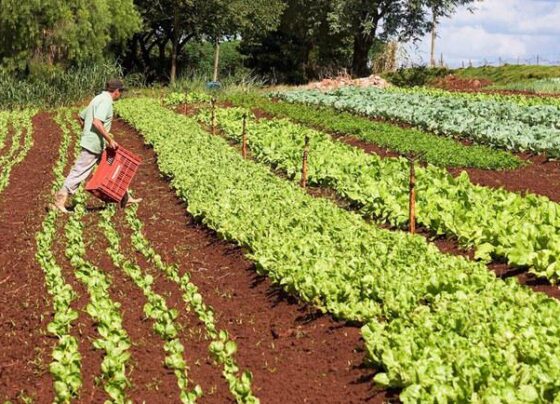 Agricultura familiar, pronaf, bndes