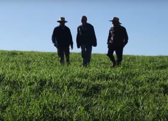 Pai caminha em meio aos dois filhos no pasto