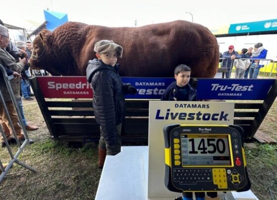Peso recorde de 1.450 kg garante bicampeonato ao touro Hudson na Expointer
