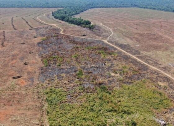 desmatamento, produtor, sema, mato grosso, lei