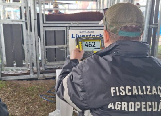 Expointer: animais são analisados e examinados para entrar na feira