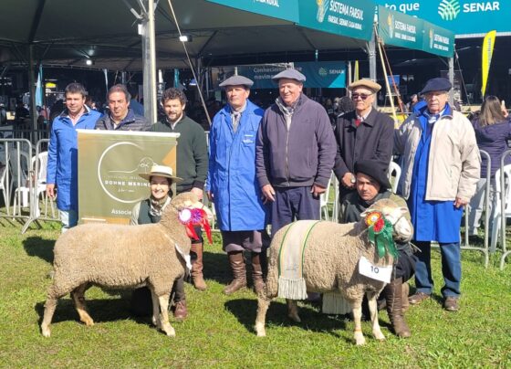 'A melhor raça é aquela que melhor se adapta': dohne merino conquista espaço na Expointer