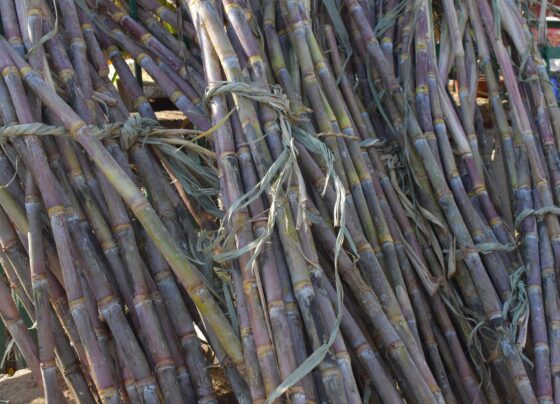 Melaço - Cana-de-açúcar