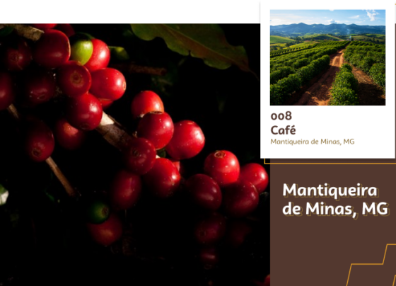 Imagem de uma florada de café