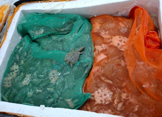 tartaruguinhas