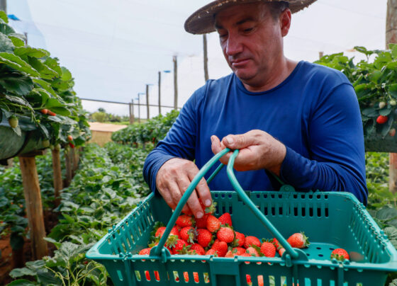 Com Indicação Geográfica, morango do Norte Pioneiro impulsiona renda de pequenos produtores.