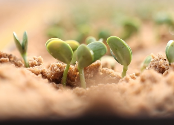 início plantio soja escalonamento de semeadura