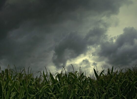 chuva em campo de milho