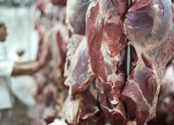 carne bovina