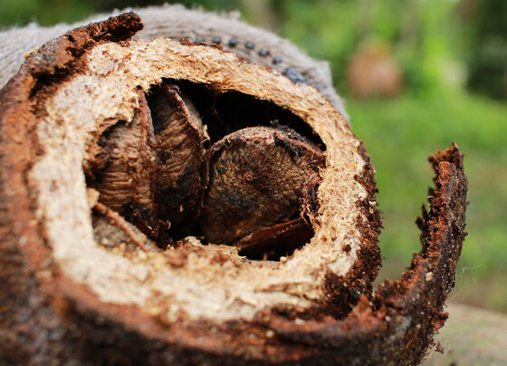 castanha-do-pará