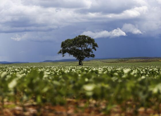 lavouras de soja em Goiás