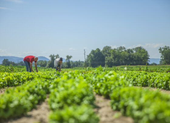 Edital de R$ 10 mi vai beneficiar inovações da agricultura familiar