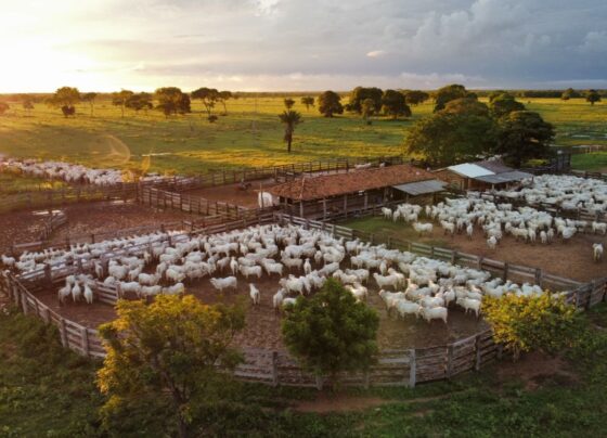 Brasil define suas estratégias para garantir uma produção de gado sustentável