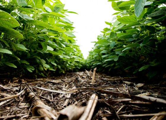 bioinsumos lavoura biológicos produtividade