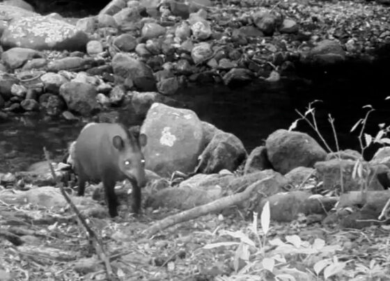 ANTAS MATA ATLÂNTICA