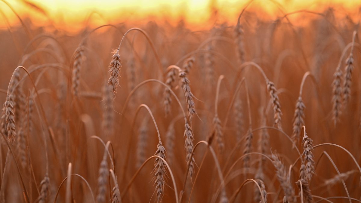 Moinhos de Farinha Vivem Crise na Índia e Valor do Trigo Dispara