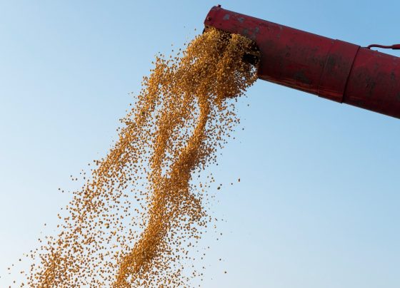 IBGE aponta queda de 2,9% na produção de grãos na safra 2024. Soja, milho, sorgo