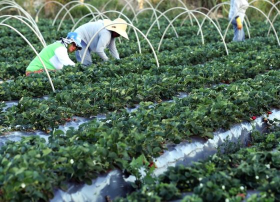agricultores familiares