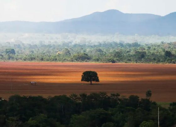 desmatamento cerrado