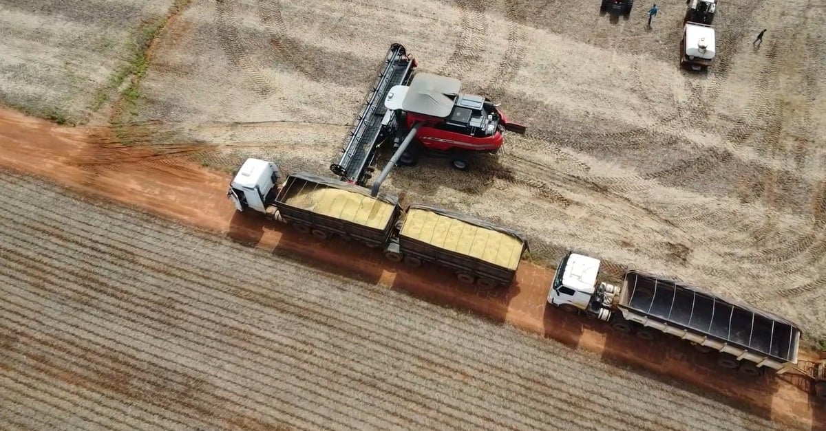 Excesso de umidade e carência de armazéns podem colocar em risco produtividade da soja em MT