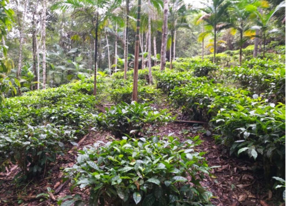 Plantação de palmeira-juçara