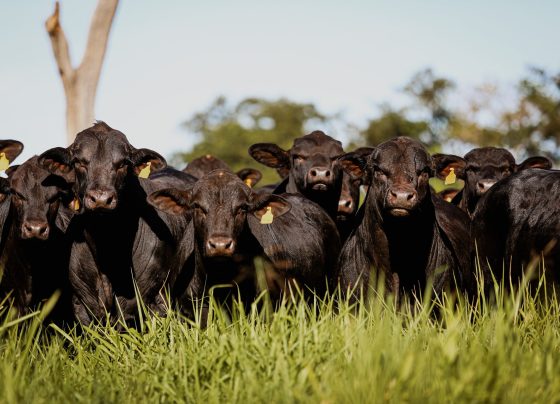 Rebanho Angus