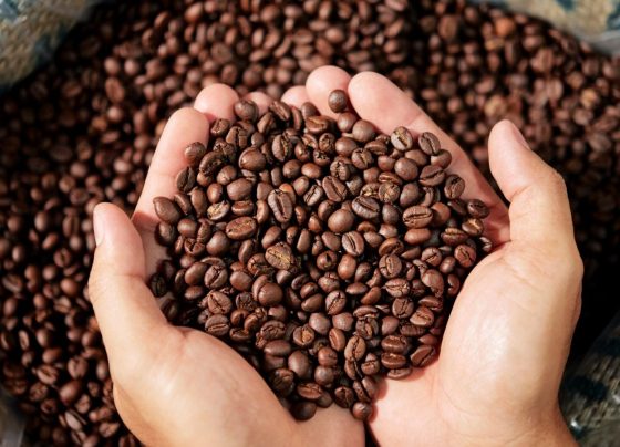 Produção café Bahia, Conab