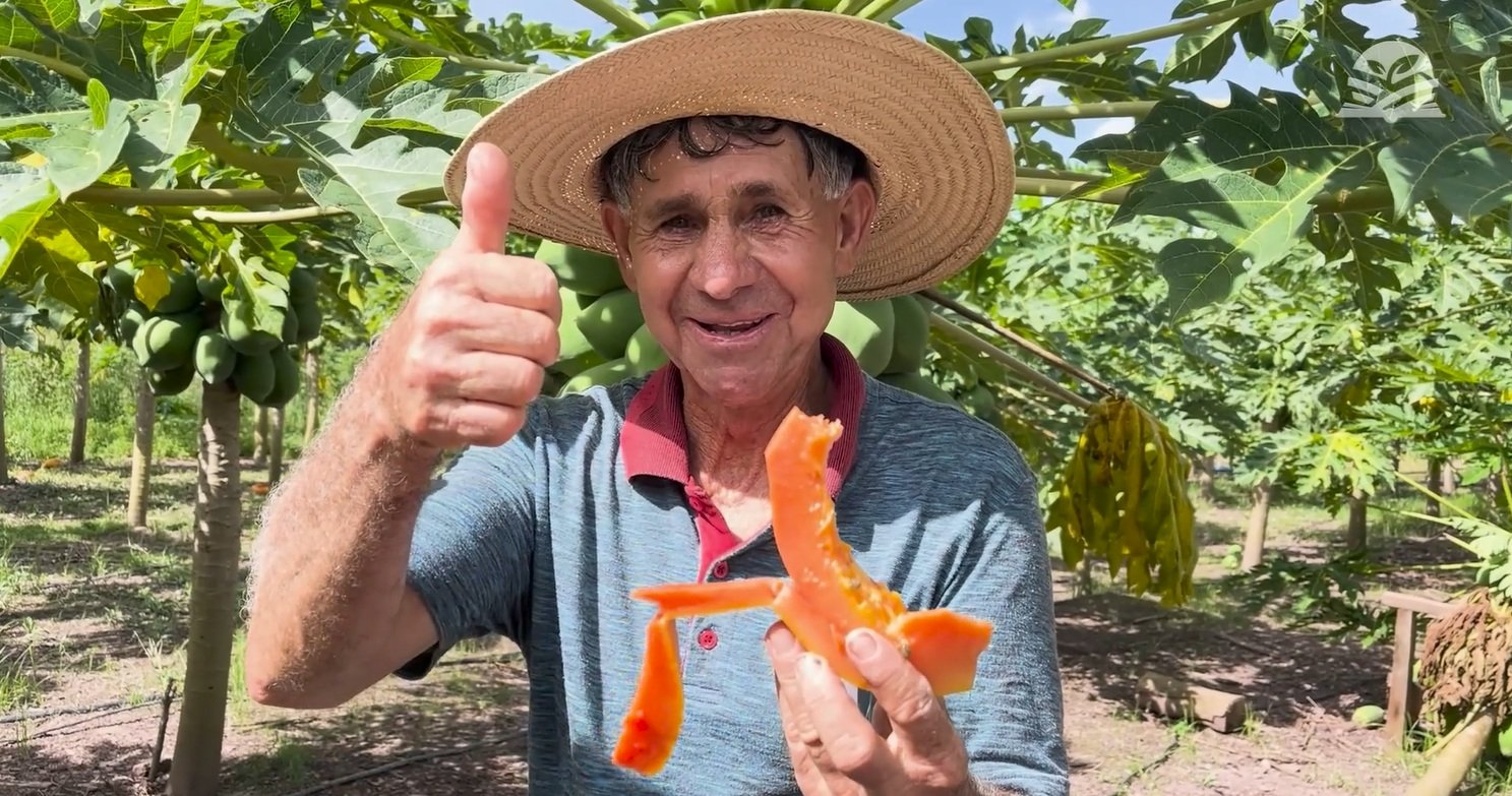 1 ha de mamão gera receita de até R$ 15 mil/mês em MT