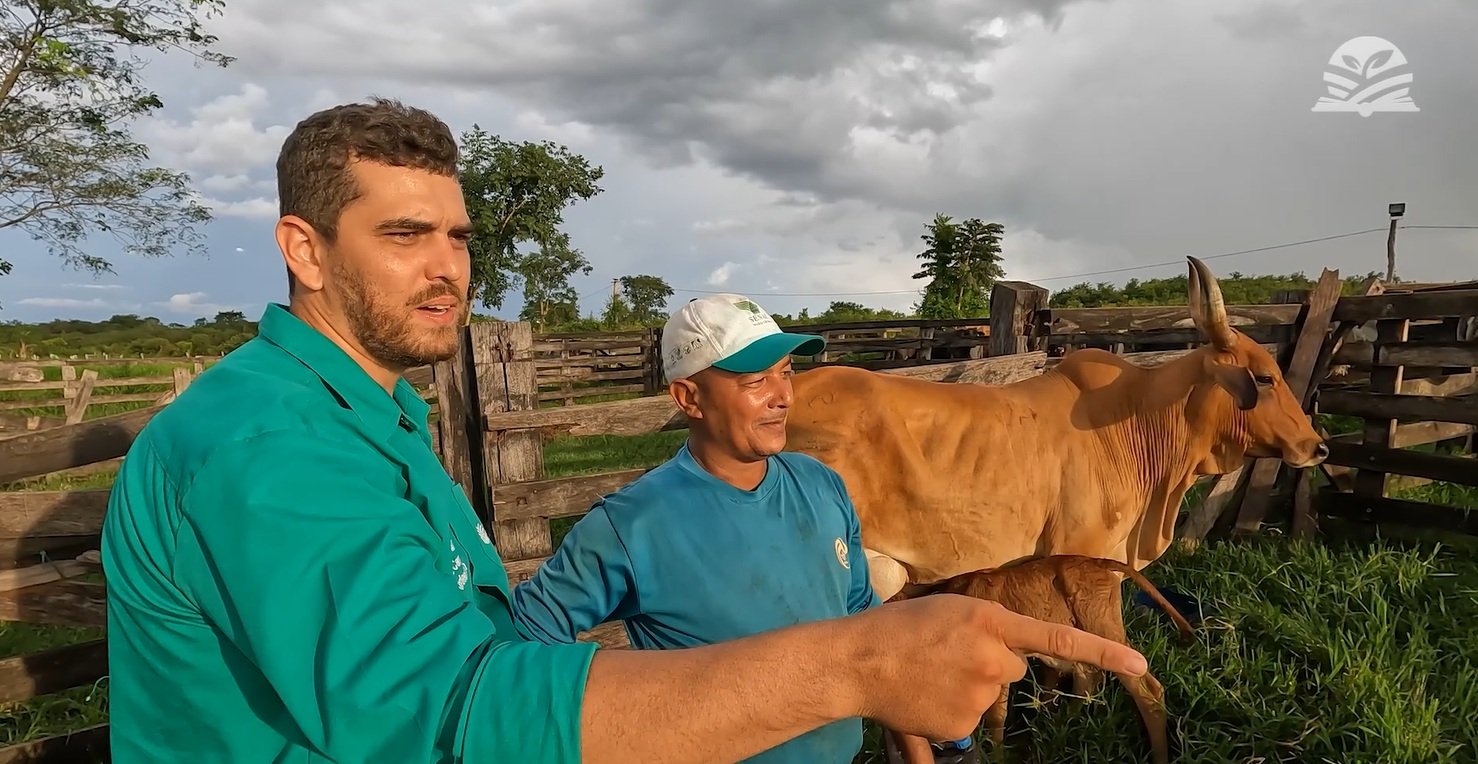 Aluguel de pasto e maior produtividade fazem pecuarista lucrar mais em MT