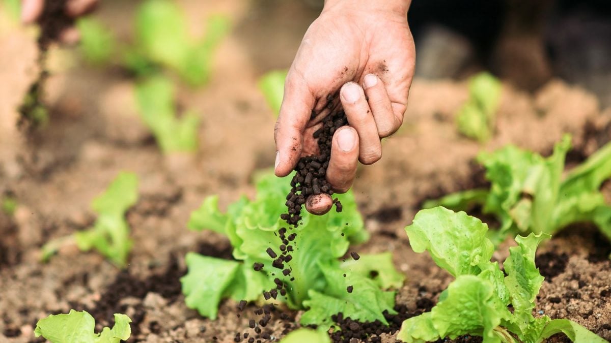 Bioinsumos Protegem a Produtividade em Um Clima Adverso
