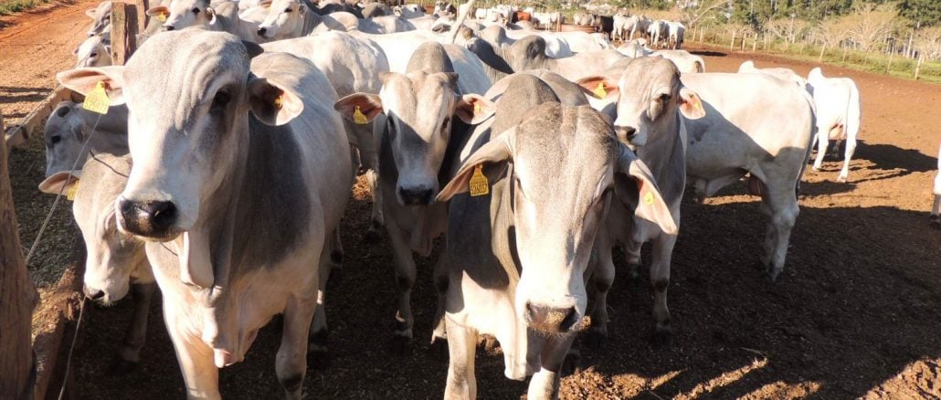 Brasil Produz Recorde de Carnes em 2024, diz IBGE