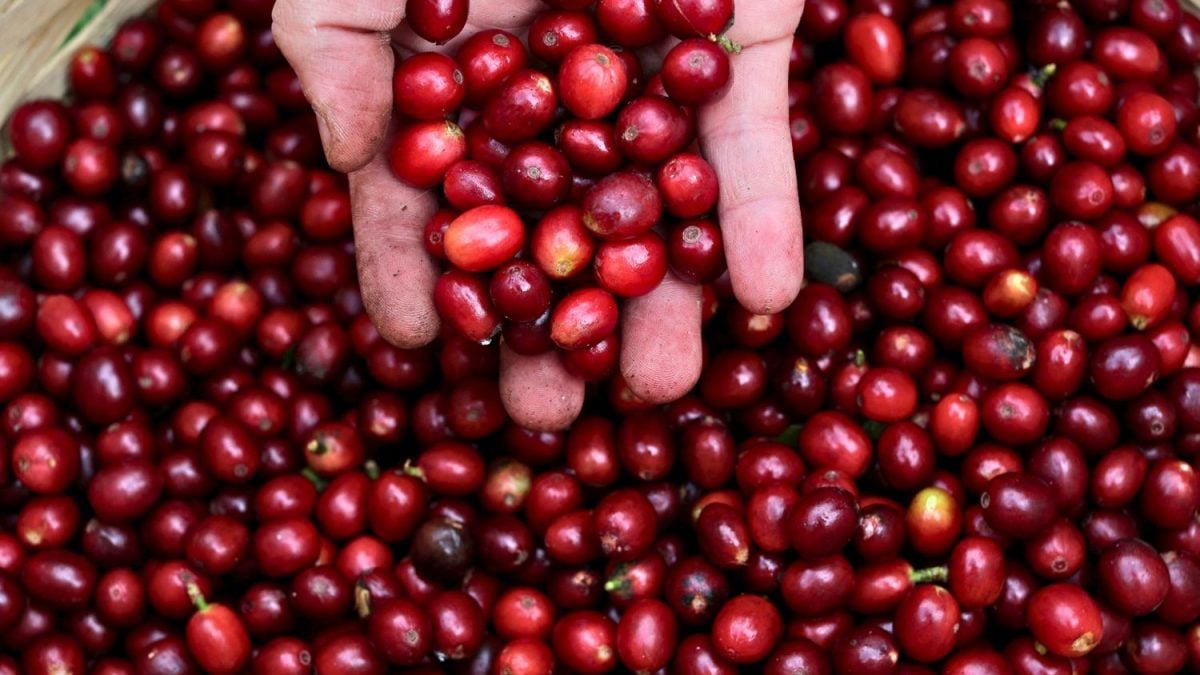 Café Arábica Terá Redução Significativa, Segundo Rabobank