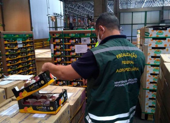 auditores fiscais federais agropecuários