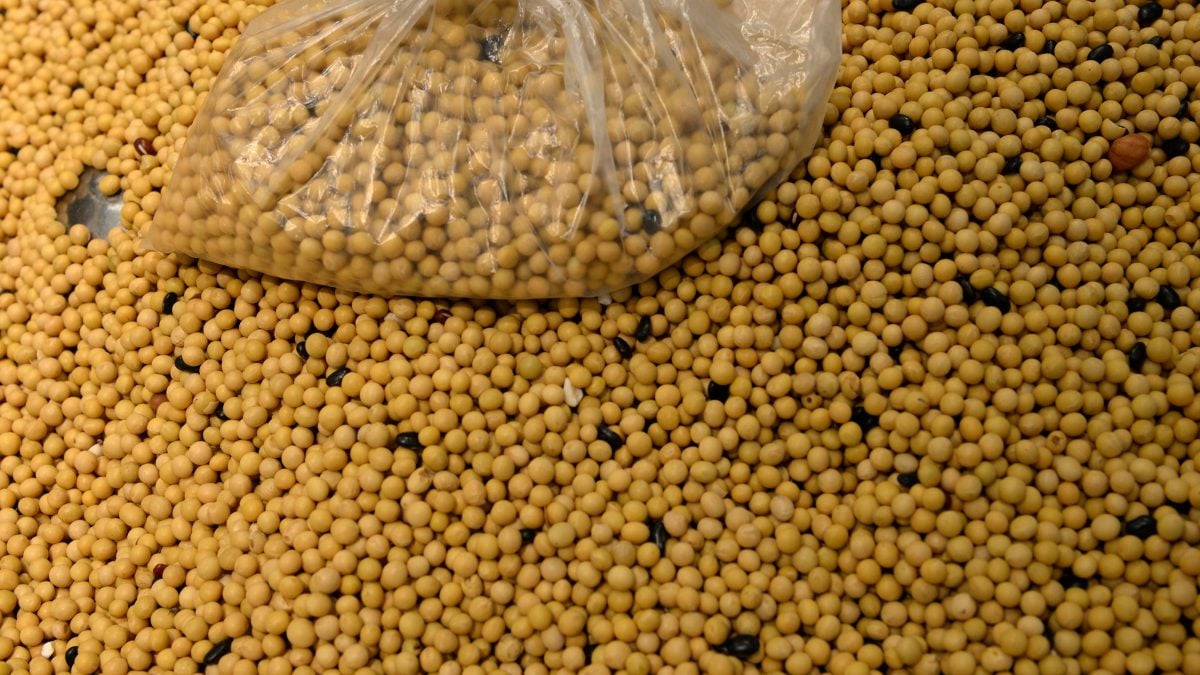 Exportação de Soja do Brasil para China Deve Ser Recorde no 1º Trimestre