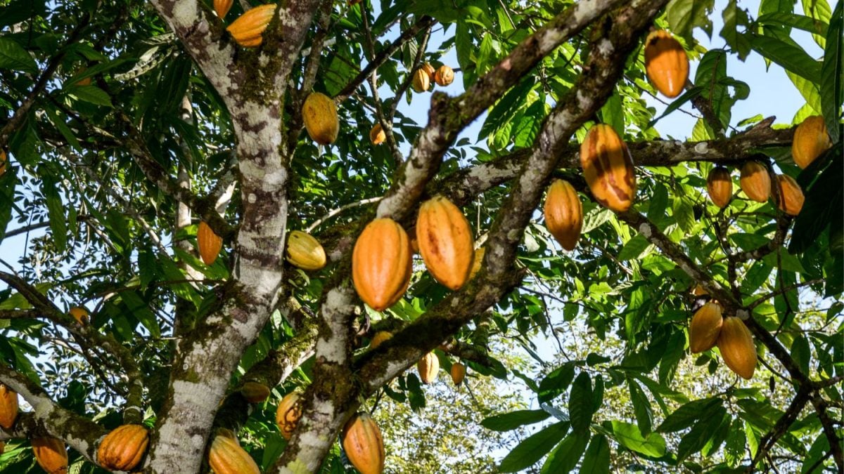 Fundo Quer Levantar R$ 1 Bi para Produtores de Cacau no Brasil até 2030