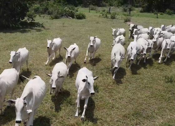 Ateg bonvinocultura gado senar mato grosso foto israel baumann canal rural mato grosso