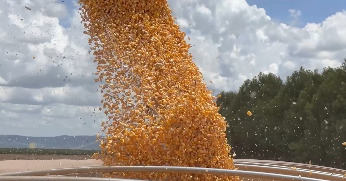 Mato Grosso comercializa quase 38% do milho 24/25