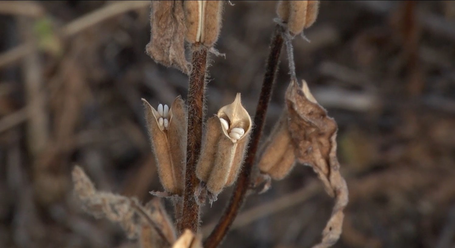Mato Grosso e China firmam parceria para estudo de cultivares de gergelim