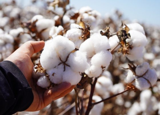 algodão pluma foto israel baumann canal rural mato grosso