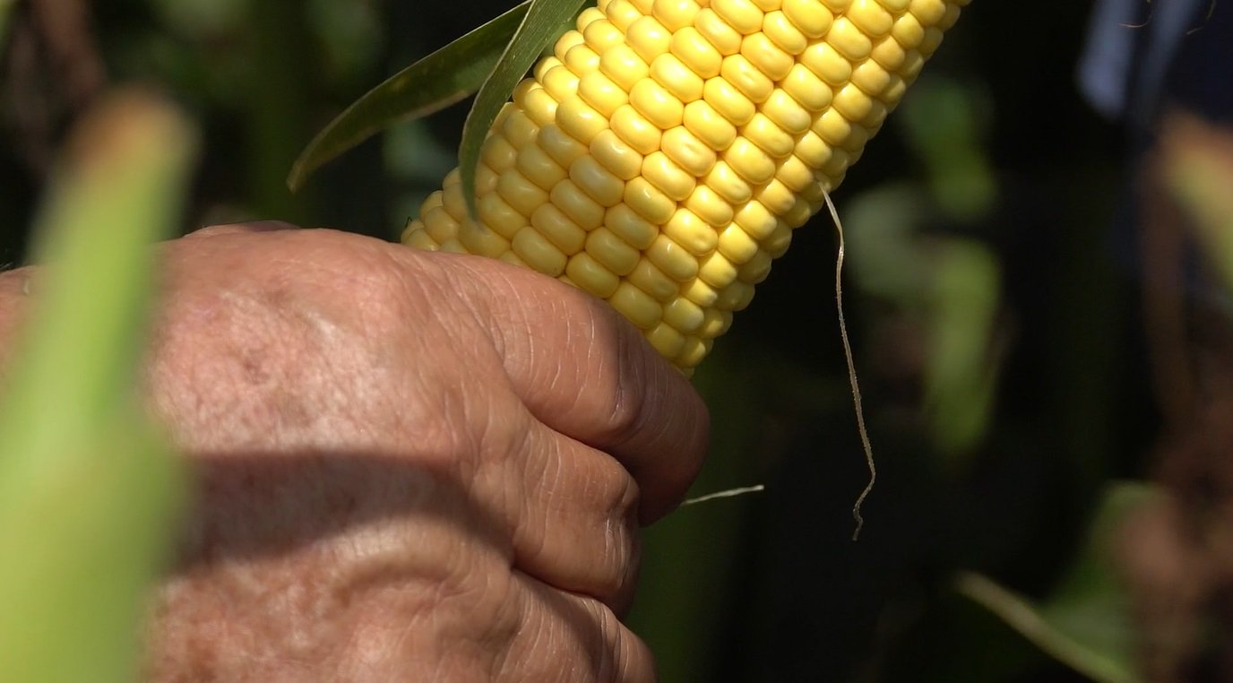 Milho disponível para compra passa de R$ 70 em Mato Grosso