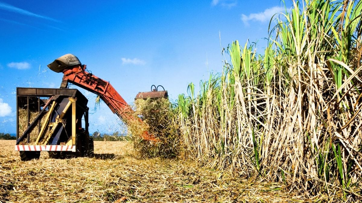 Moagem de Cana Cai 17,8% na 1ª Quinzena no Centro-sul