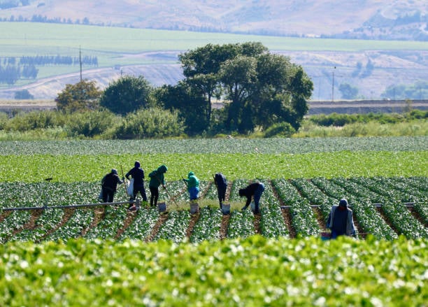 Por que está difícil encontrar trabalhadores no campo?
