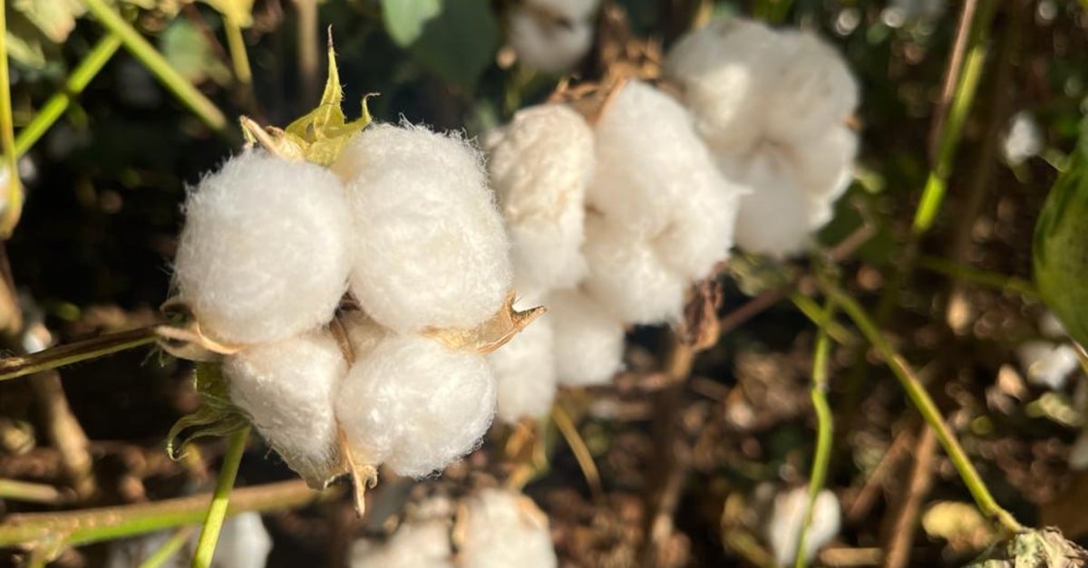 Preço impulsiona comercialização de pluma em Mato Grosso