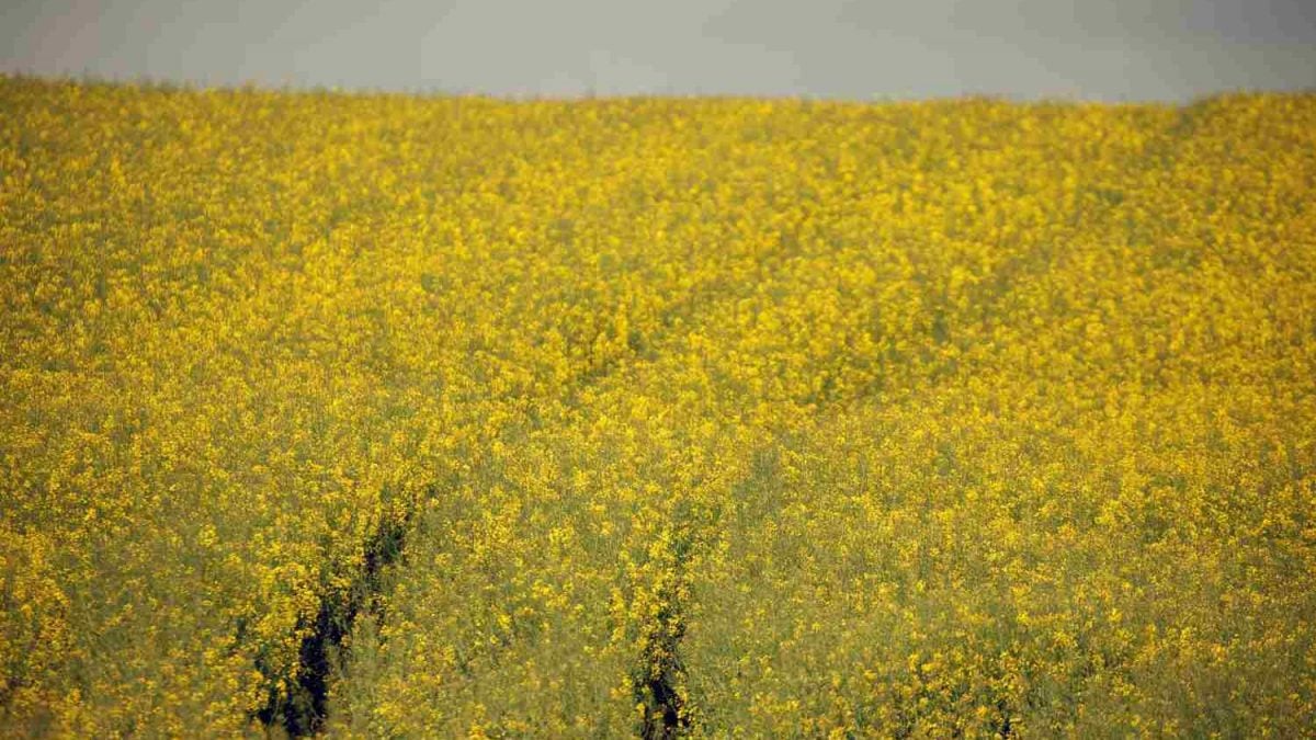 Preços do Farelo e Óleo de Canola Disparam na China