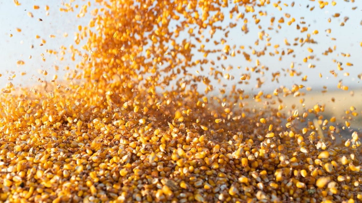 Produção Global de Milho Deve Aumentar em 2025/26