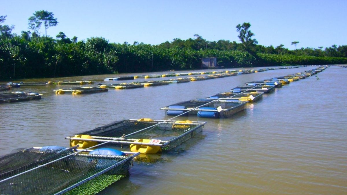 Produção de Peixes em Minas Gerais Cresceu 64% em Cinco Anos