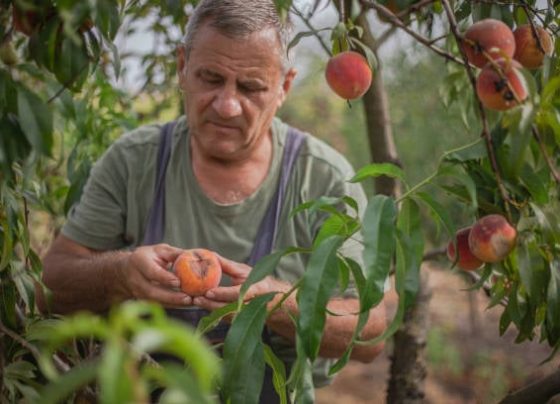 Produtor segurando fruta com pragas